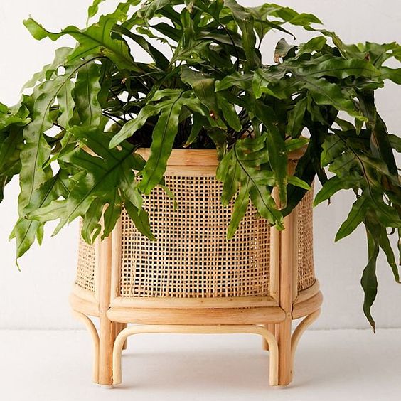 Indoor Pots 5